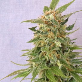 Kannabia Seeds Hobbit (Автоцветущие феминизированные)