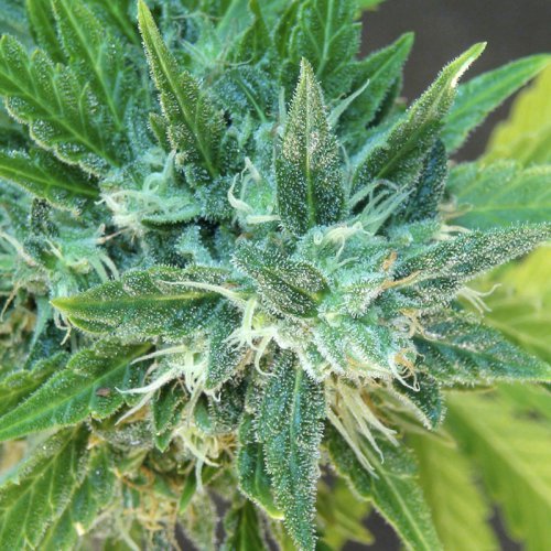 Kannabia Seeds Kannabia Special Max (Автоцветущие феминизированные)
