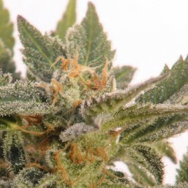 Kannabia Seeds Kritic 70 (Автоцветущие феминизированные)