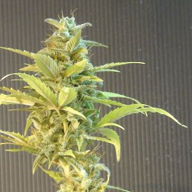 Kannabia Seeds La Blanca Max (Автоцветущие феминизированные)