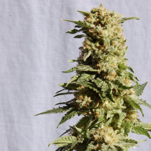 Kannabia Seeds La Blanca (Феминизированные)