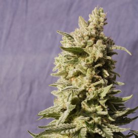Kannabia Seeds Mataro Blue (Феминизированные)