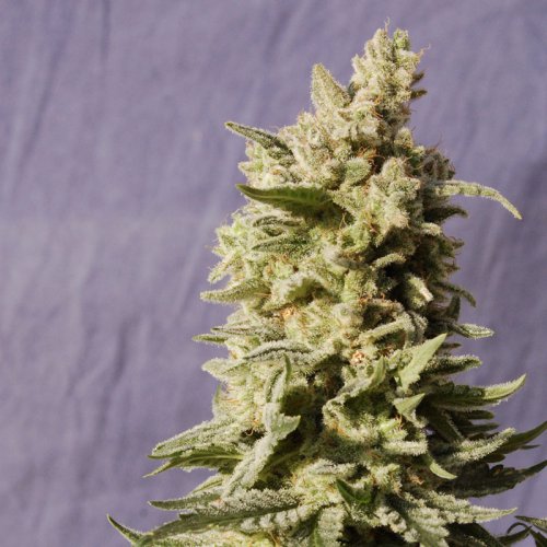 Kannabia Seeds Mataro Blue (Феминизированные)