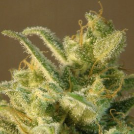 Kannabia Seeds Mataro Blue (Автоцветущие феминизированные)