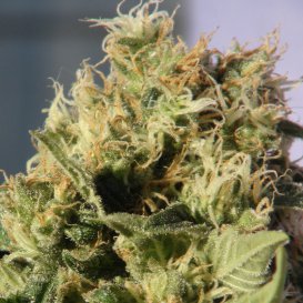 Kannabia Seeds Mikromachine (Автоцветущие феминизированные)