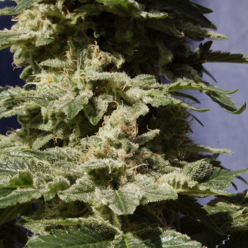 Kannabia Seeds Original Berry (Феминизированные)