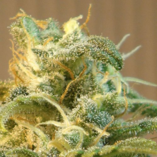 Kannabia Seeds Power Skunk (Автоцветущие феминизированные)