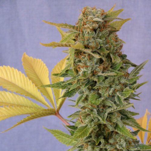 Kannabia Seeds Pato#1 (Феминизированные)