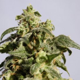 Kannabia Seeds Power Skunk (Феминизированные)