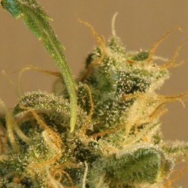 Kannabia Seeds Smile (Автоцветущие феминизированные)