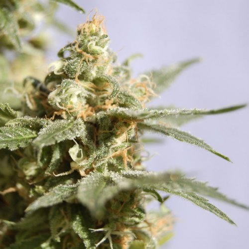 Kannabia Seeds Smile (Феминизированные)
