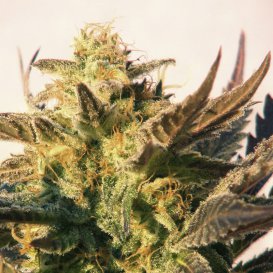 Kannabia Seeds Speedy Gonzales (Автоцветущие феминизированные)