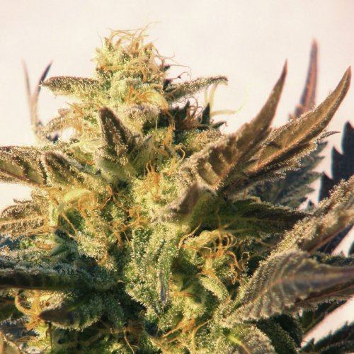 Kannabia Seeds Speedy Gonzales (Автоцветущие феминизированные)