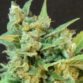 Kannabia Seeds Thai Fantasy (Автоцветущие феминизированные)