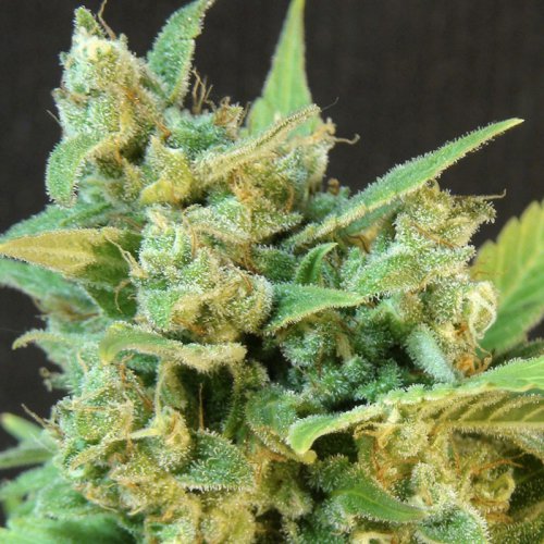 Kannabia Seeds Thai Fantasy (Автоцветущие феминизированные)
