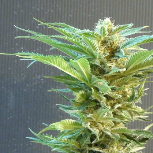 Kannabia Seeds Thai Fantasy (Феминизированные)