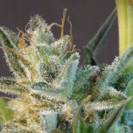 Kannabia Seeds White Domina (Автоцветущие феминизированные)