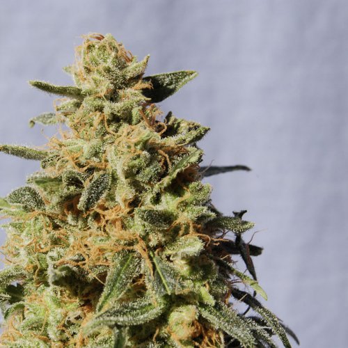 Kannabia Seeds White Domina (Феминизированные)