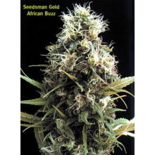 Seedsman African Buzz (Обычные)