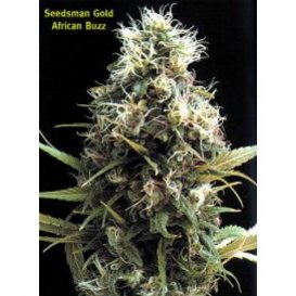 Seedsman African Buzz (Обычные)