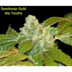 Seedsman Ata Tundra (Обычные)