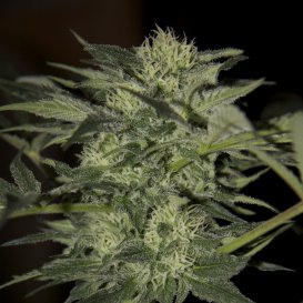 Seedsman Blue (Автоцветущие феминизированные)
