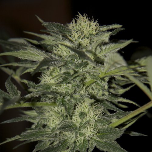 Seedsman Blue (Автоцветущие феминизированные)