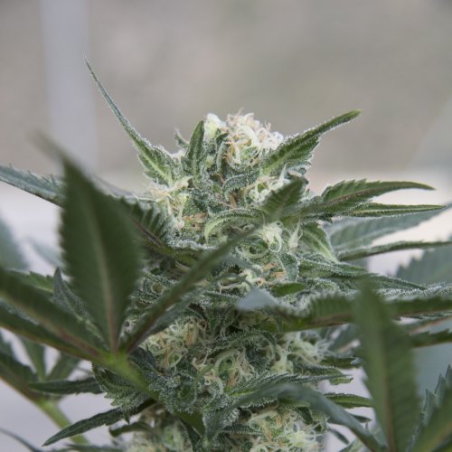 Seedsman Kush (Автоцветущие феминизированные)