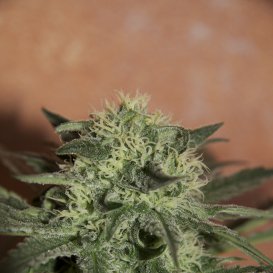 Seedsman Lemon (Автоцветущие феминизированные)