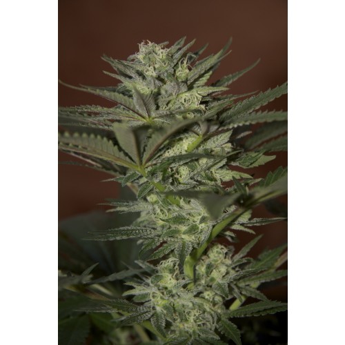 Seedsman Mini Gun (Автоцветущие феминизированные)