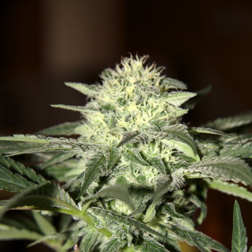 Seedsman Moscow (Автоцветущие феминизированные)
