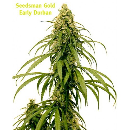 Seedsman Early Durban (Обычные)