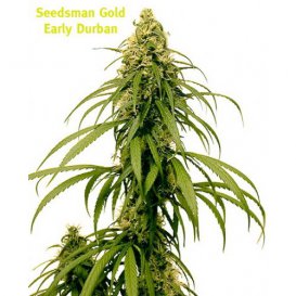 Seedsman Early Durban (Обычные)