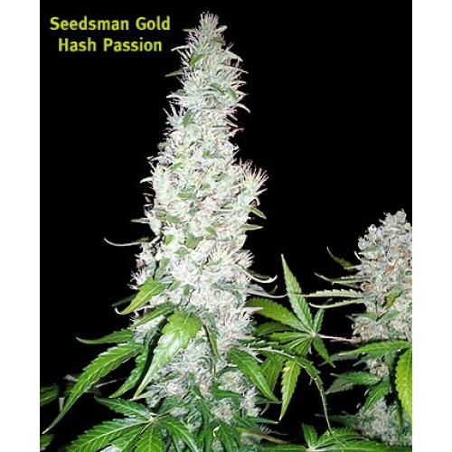 Seedsman Hash Passion (Обычные)