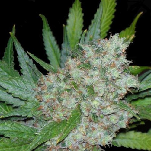 Seedsman Mama Mia (Феминизированные)