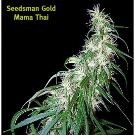 Seedsman Mama Thai (Обычные)
