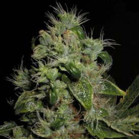 Seedsman Mazari (Феминизированные)