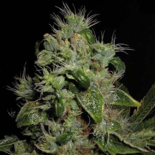 Seedsman Mazari (Феминизированные)