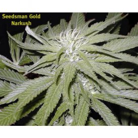 Seedsman Narkush (Обычные)