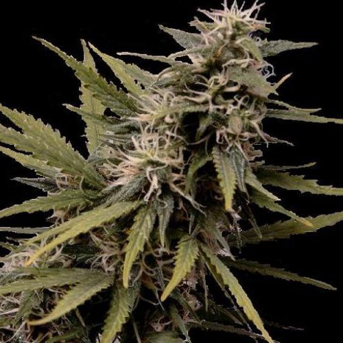 Seedsman Nemesis (Феминизированные)