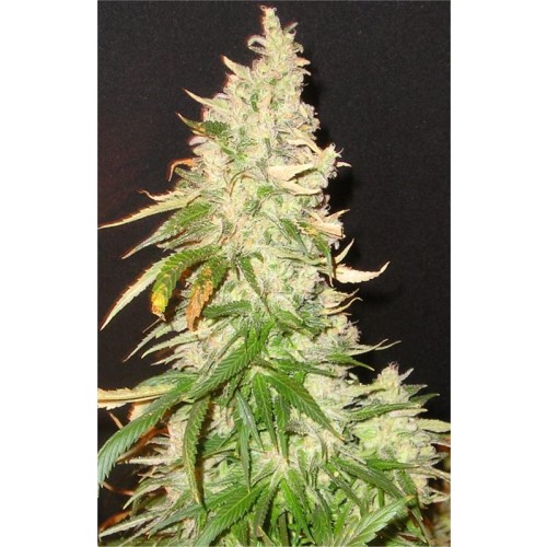 Seedsman Northern Soul (Феминизированные)