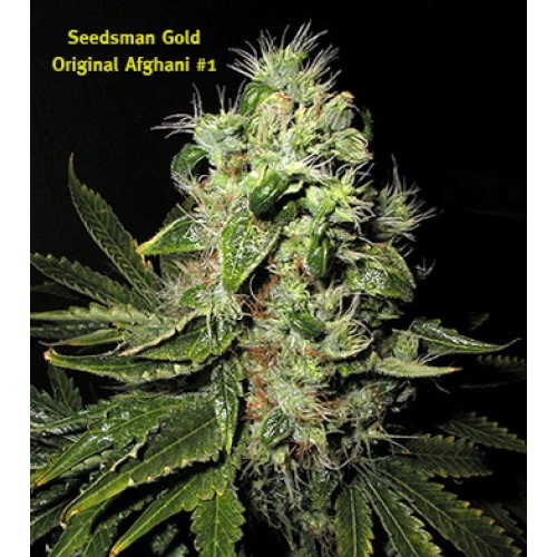 Seedsman Original Afghani #1 (Обычные)