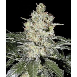 Seedsman Original Skunk #1 (Феминизированные)