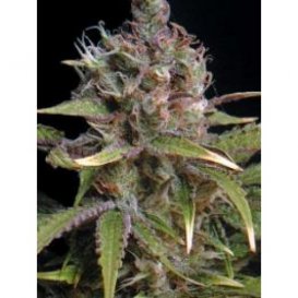 Seedsman Power Africa (Феминизированные)