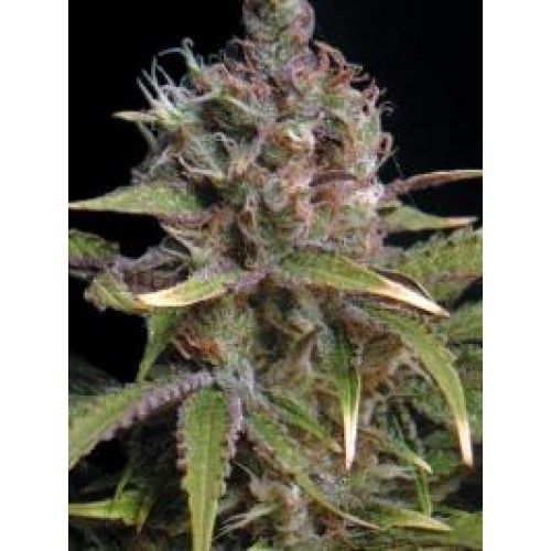 Seedsman Power Africa (Феминизированные)