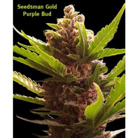 Seedsman Purple Bud (Обычные)
