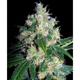 Seedsman Velvet Bud (Феминизированные)