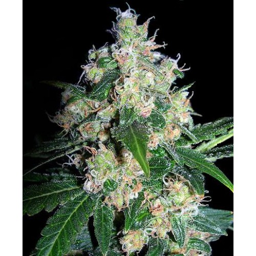 Seedsman Velvet Bud (Феминизированные)