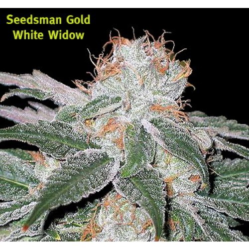 Seedsman White Widow (Обычные)