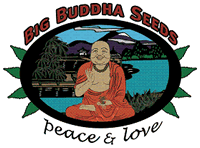 Big Buddha Seeds